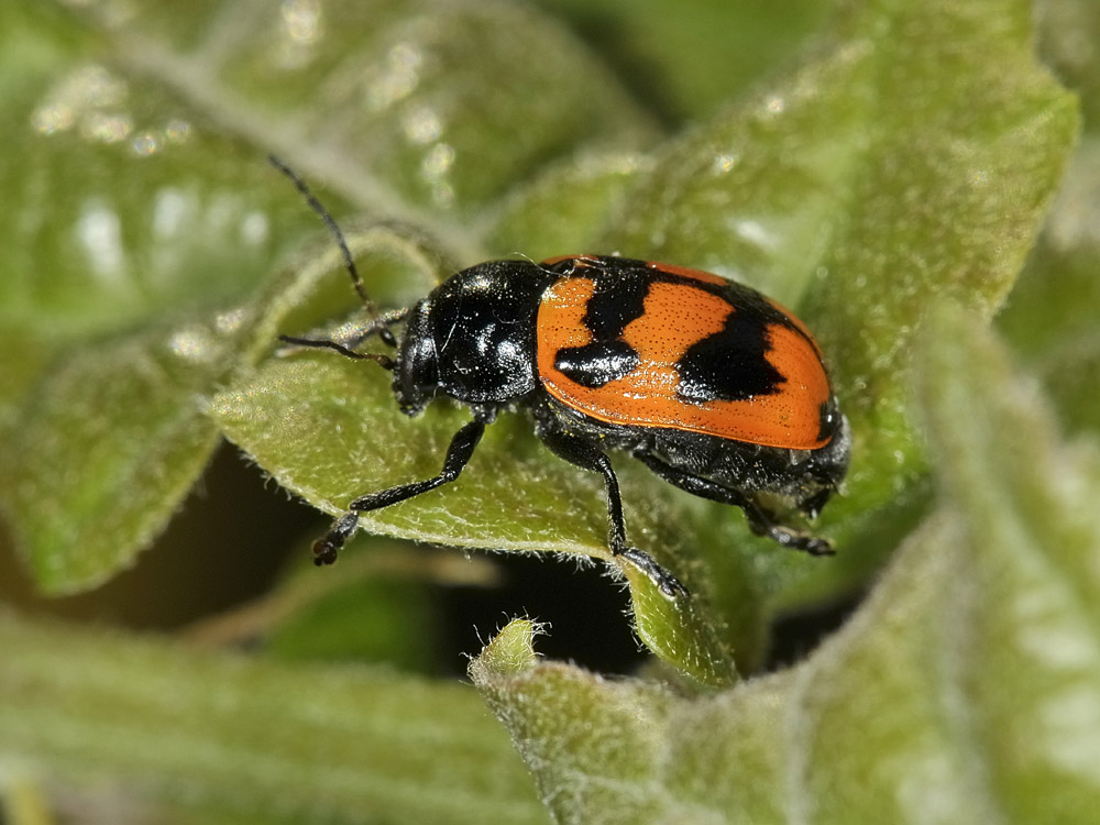 Chrysomelidae:  Cryptocephalus loreyi, femmina